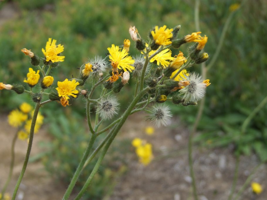 Ястребинка зонтичная