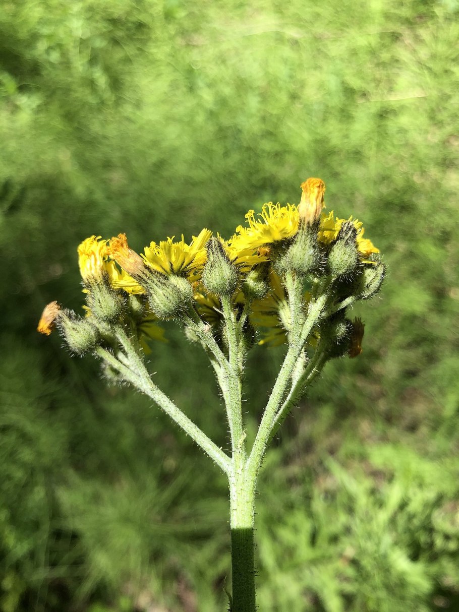 Скерда осот Ястребиночка