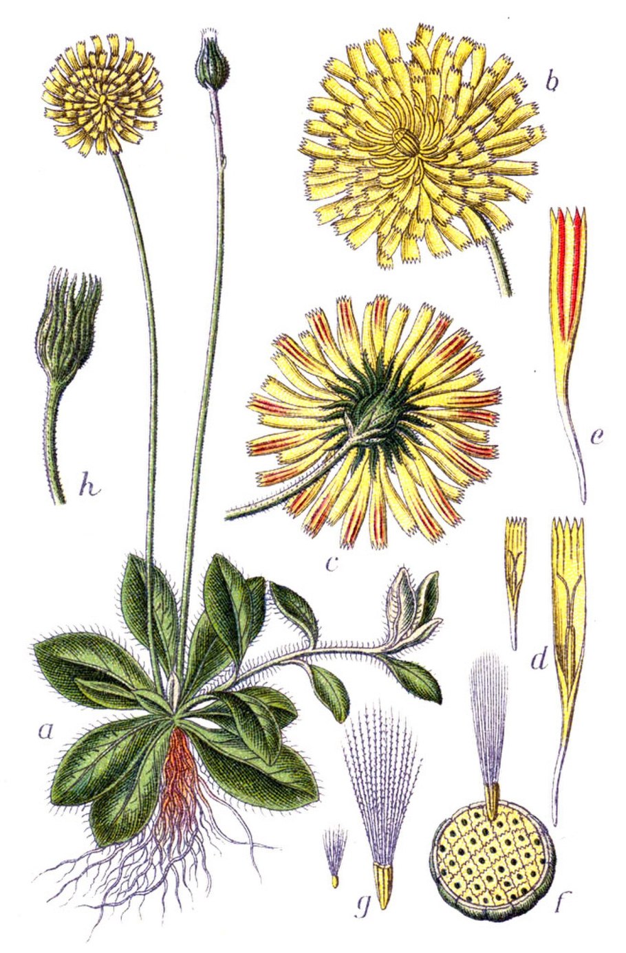 Ястребинка волосистая Hieracium pilosella
