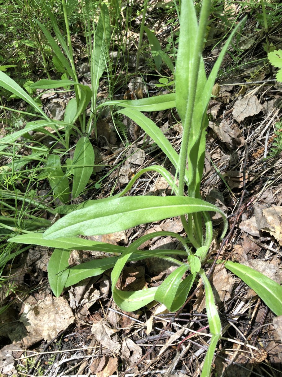 Ястребинка волосистая ботаника