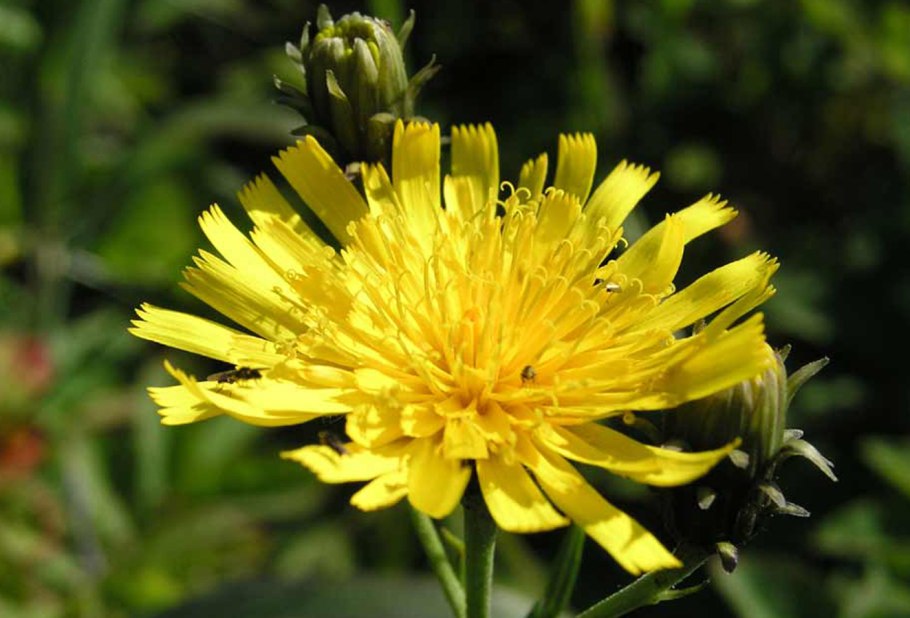 Ястребинка зонтичная Луговая