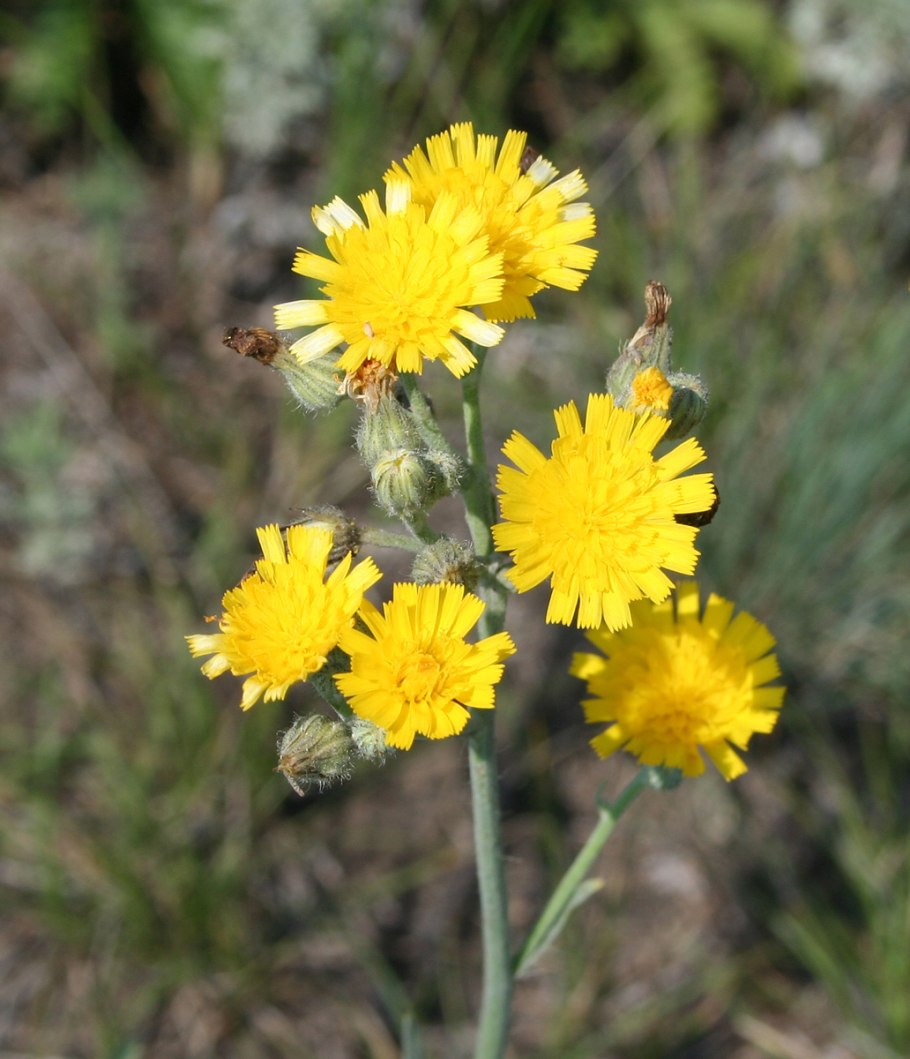 Hieracium cymosum