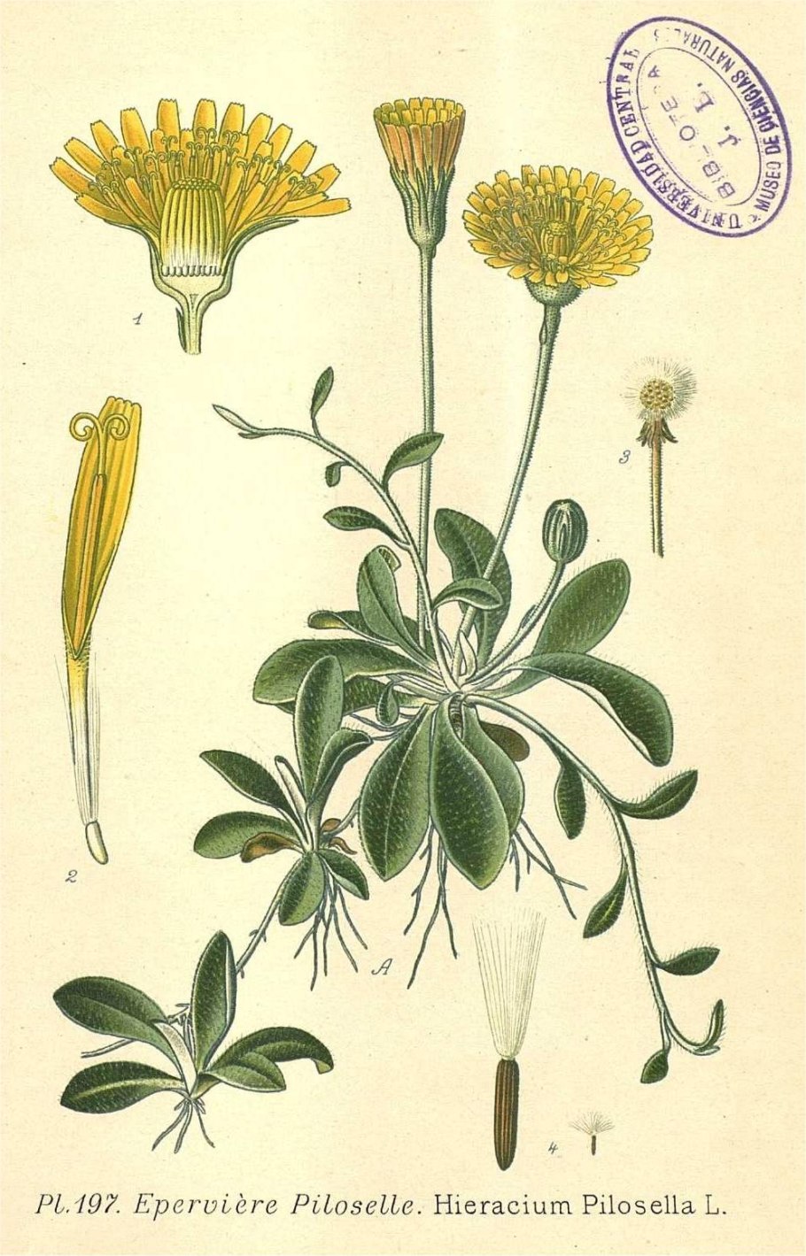 Pilosella officinarum