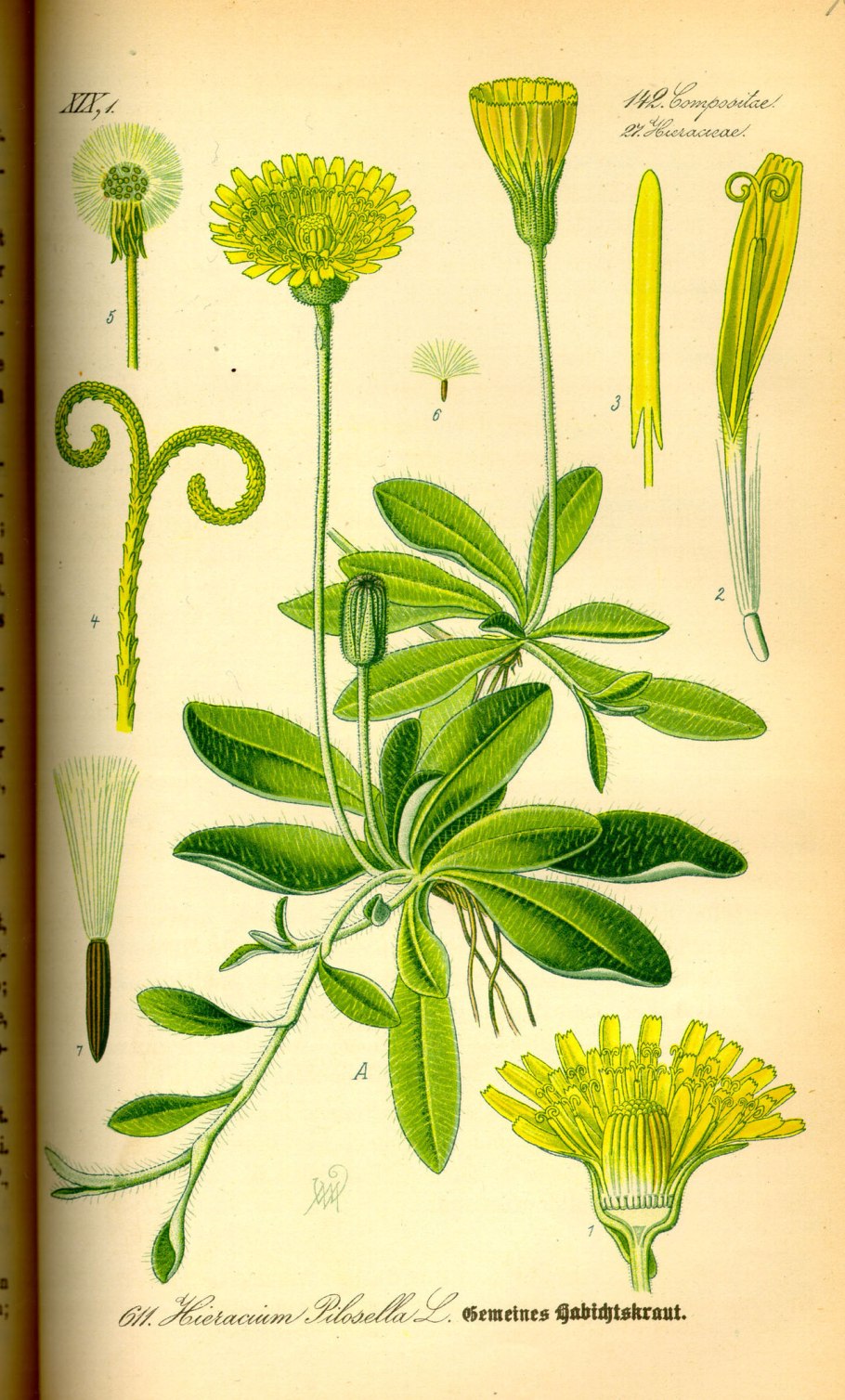 Ястребинка волосистая Hieracium pilosella