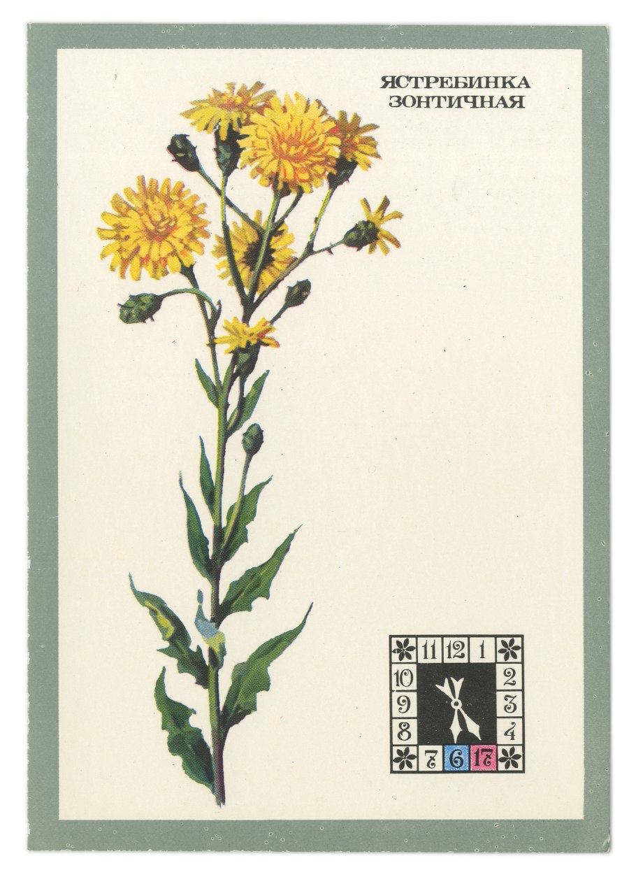 Нечуй-ветер трава