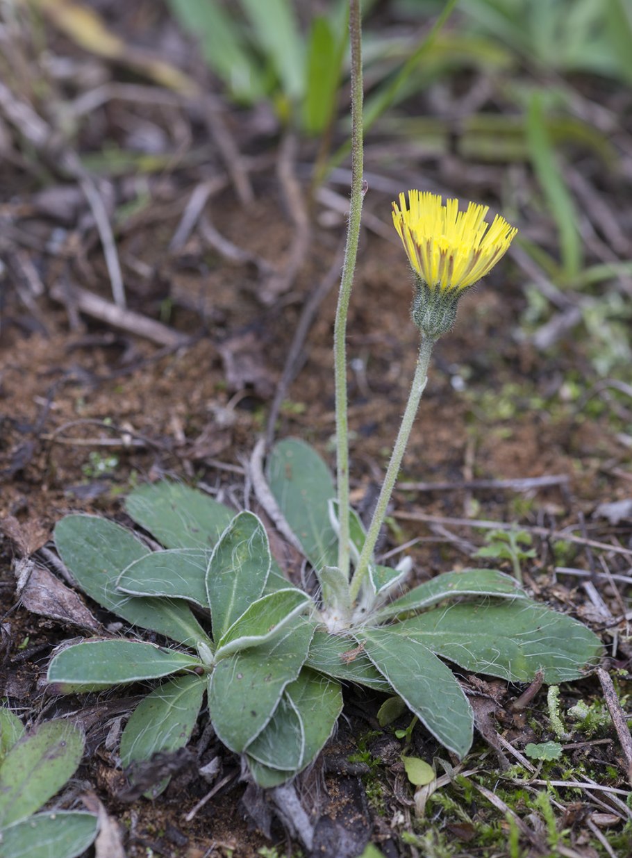 Ястребинка Луговая