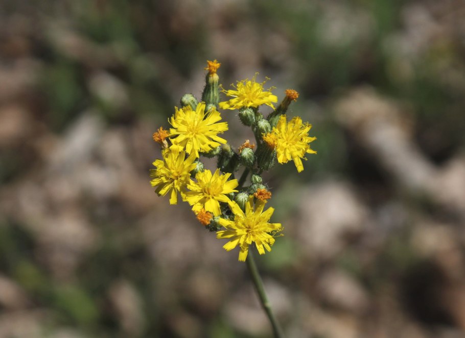 Ястребинка Степная