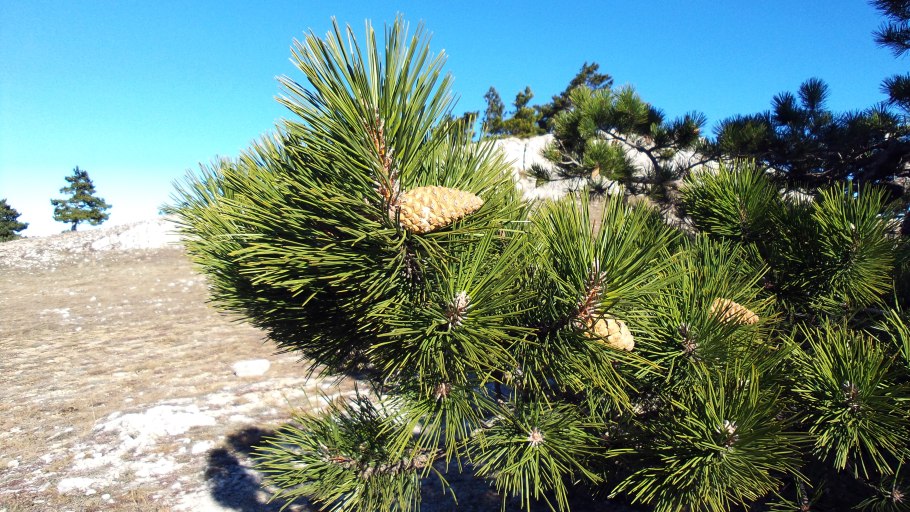 Сосна Крымская (Pinus pallasiana)