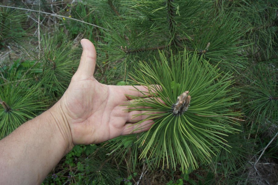 Сосна Пицундская (Станкевича).