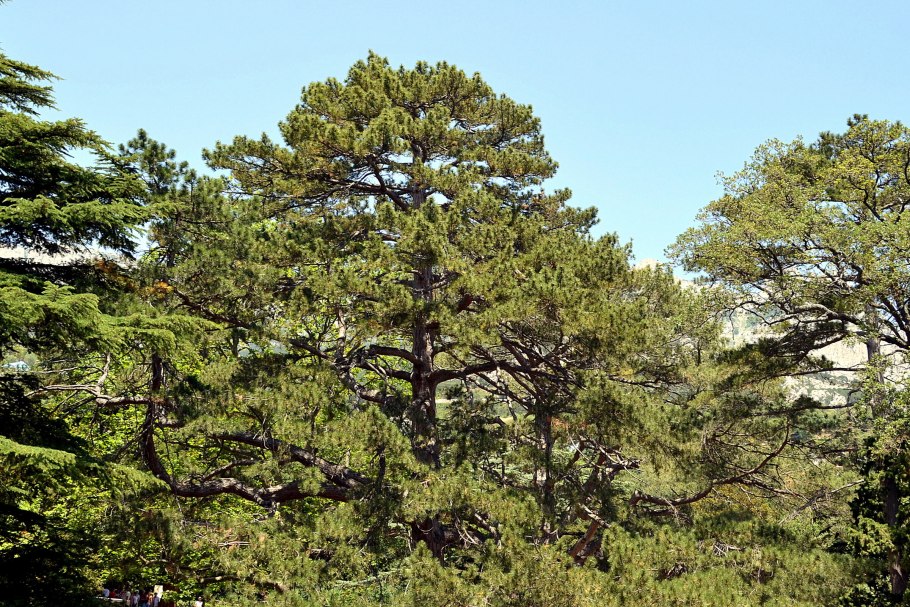 Крым Воронцовский парк сосна Пиния