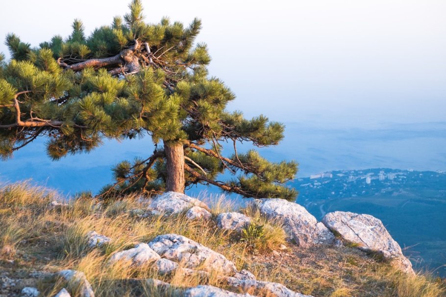 Сосна Пицундская (Станкевича).