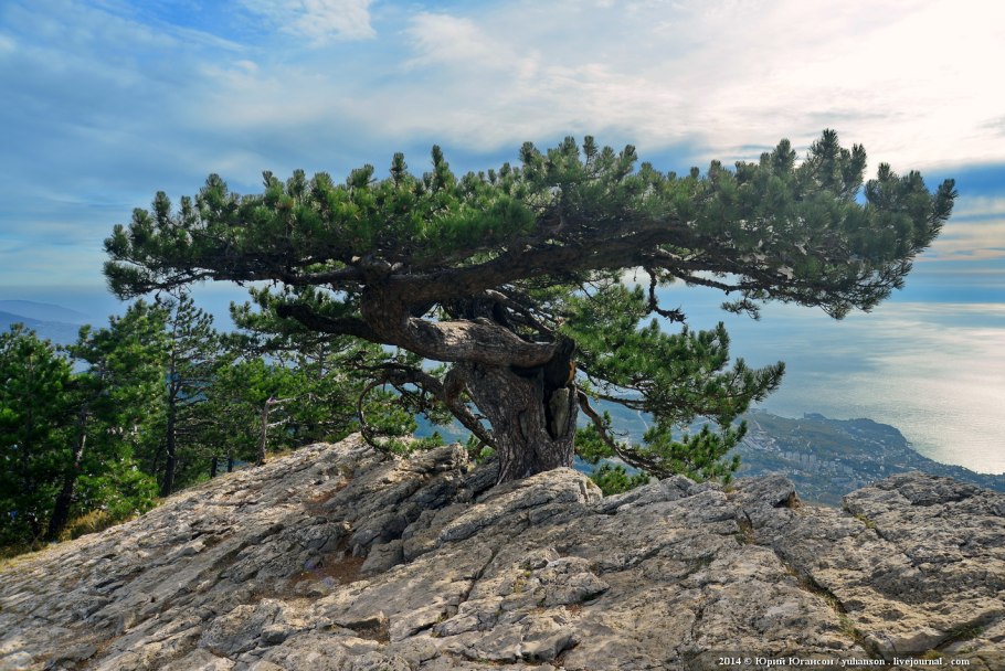 Сосна Крымская (Палласа) Pinus pallasiana