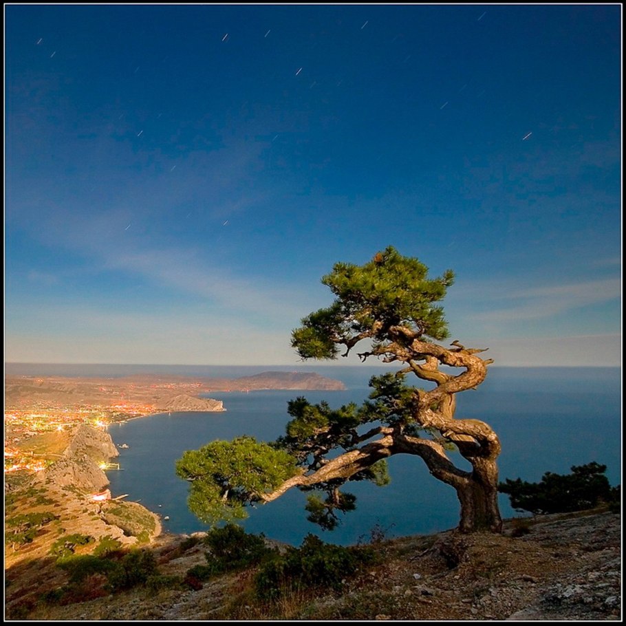 Сосна Палласа или Крымская