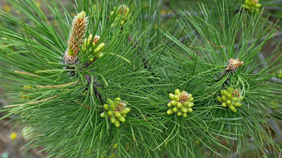 Сосна крымская (палласа) pinus pallasiana