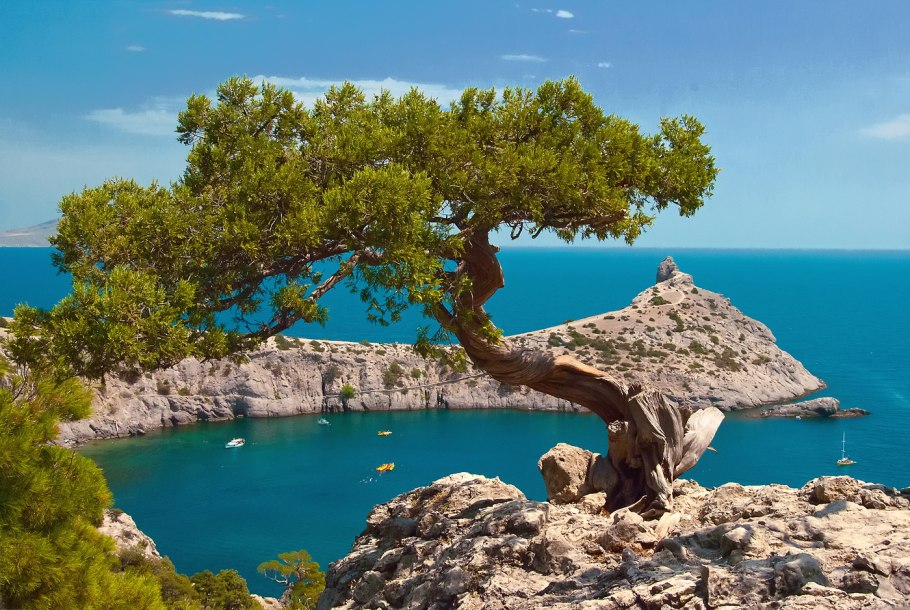 Сосна Крымская v2 Lav