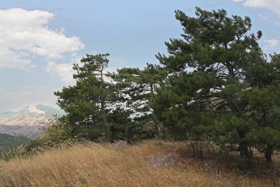 Дерево сосна Крымская