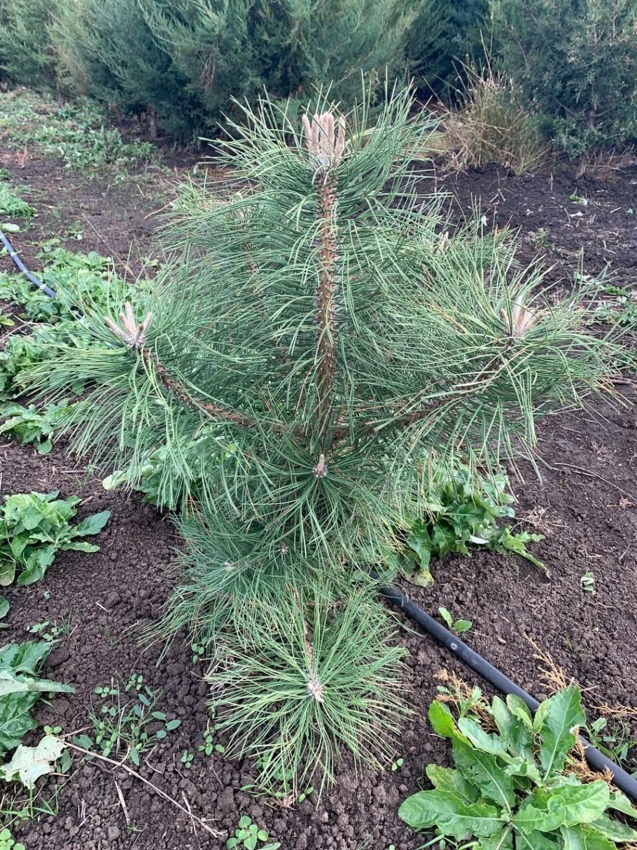 Сосна саженец