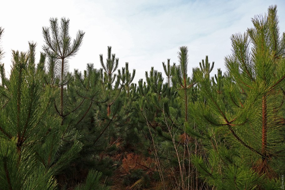 Сосна Палласа сосна Крымская