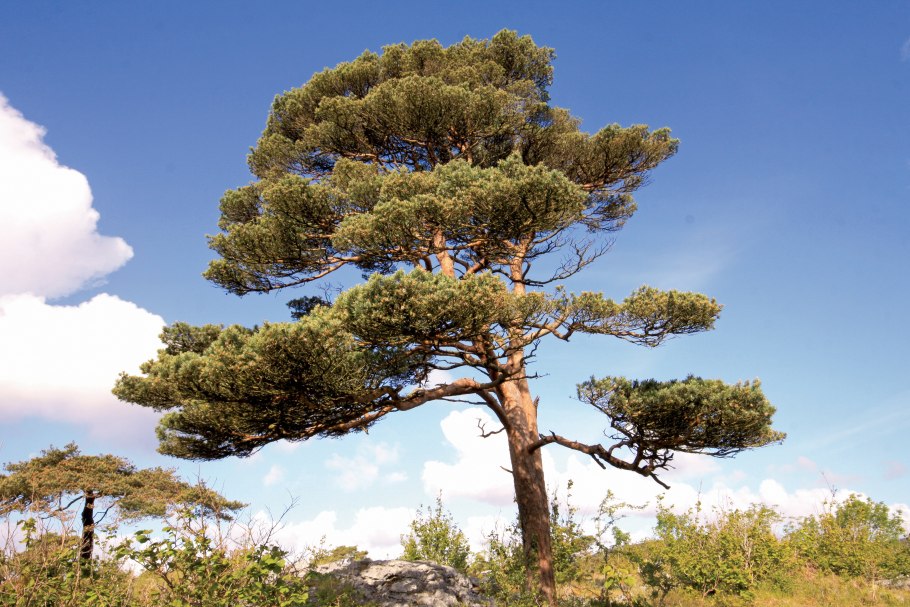 Сосна обыкновенная pinus sylvestris