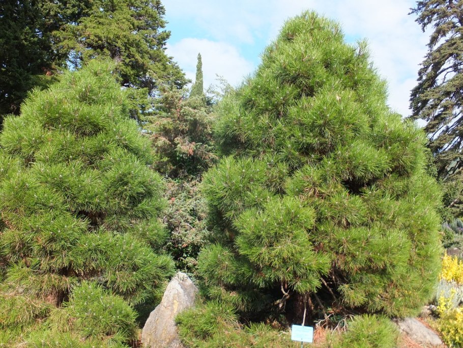 Сосна Крымская (Палласа) Pinus pallasiana
