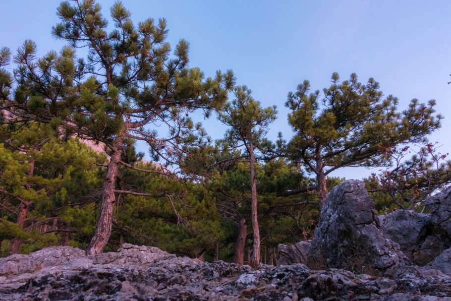 Сосна Крымская (Палласа) Pinus pallasiana