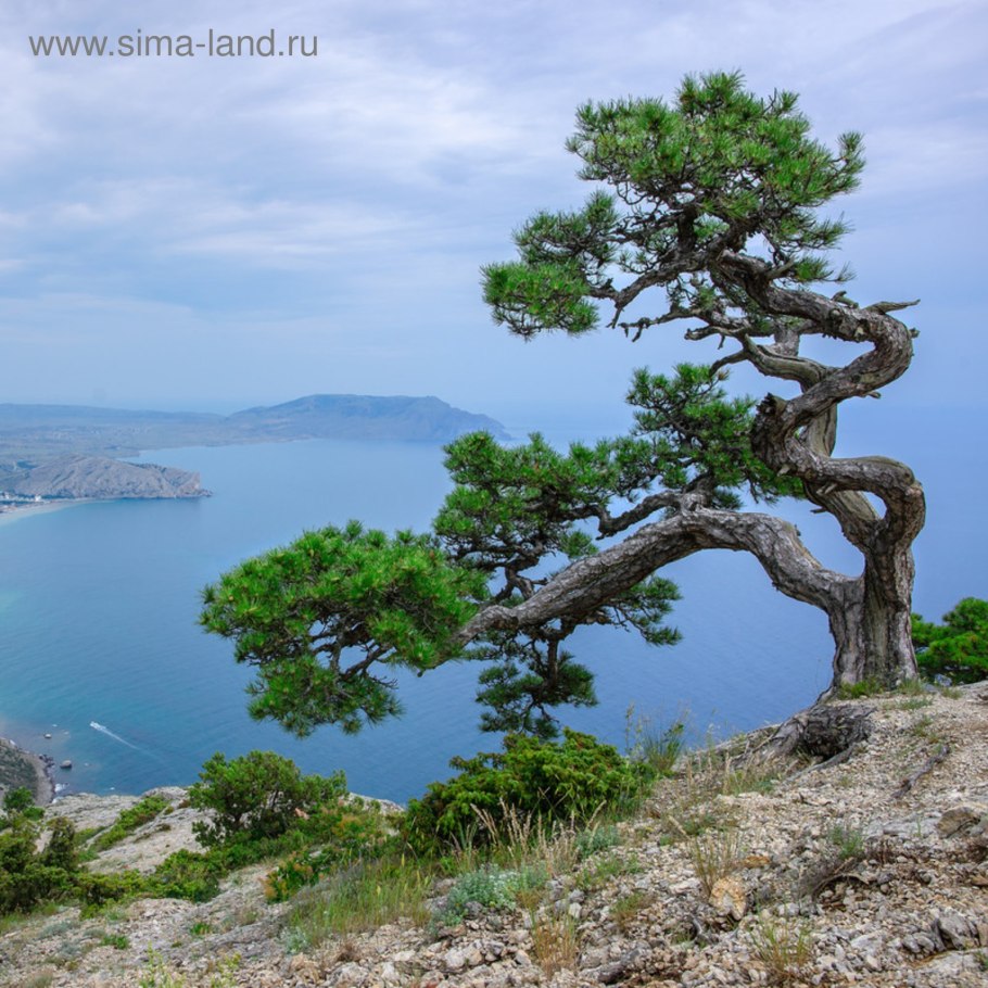 Сосна Палласа Крымская