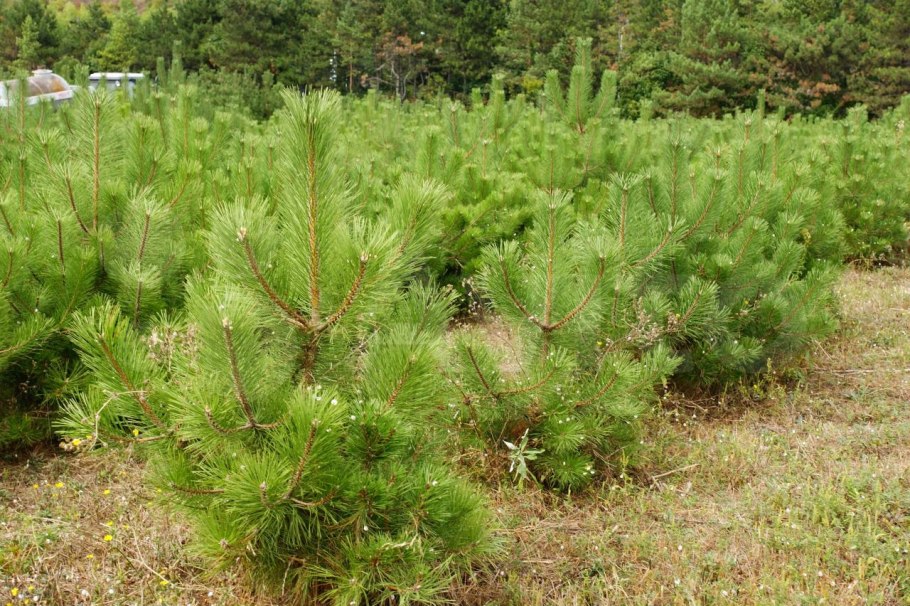 Сосна палласа крымская