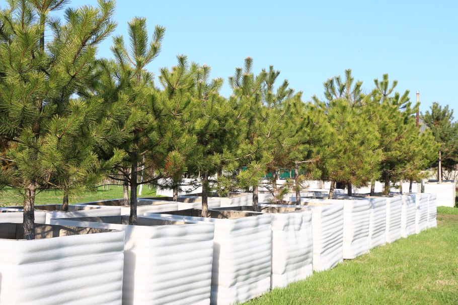 Сосна крымская (палласа) pinus pallasiana
