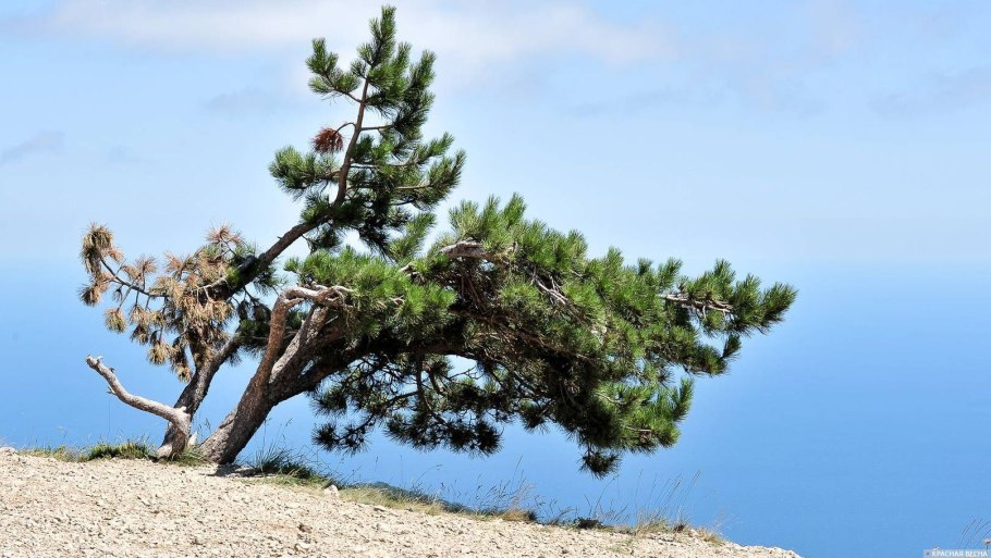 Сосна Pinus nigra