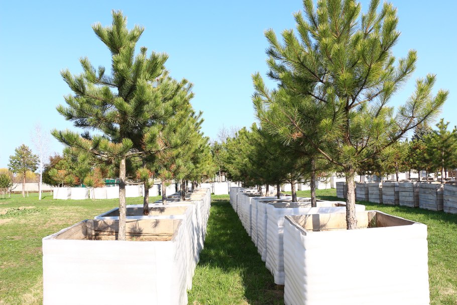 Сосна палласа крымская