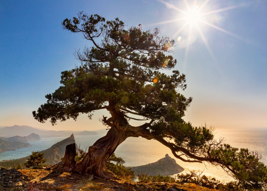 Сосна Крымская хвоинки