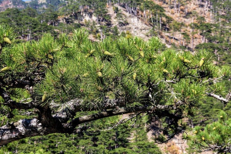 Сосна Крымская Pinus nigra subsp. Pallasiana