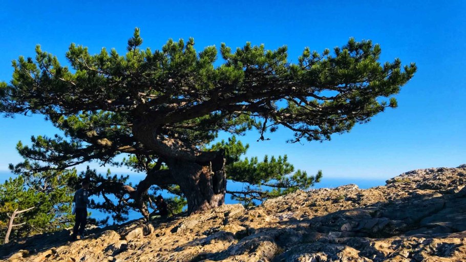 Крымская сосна Станкевича