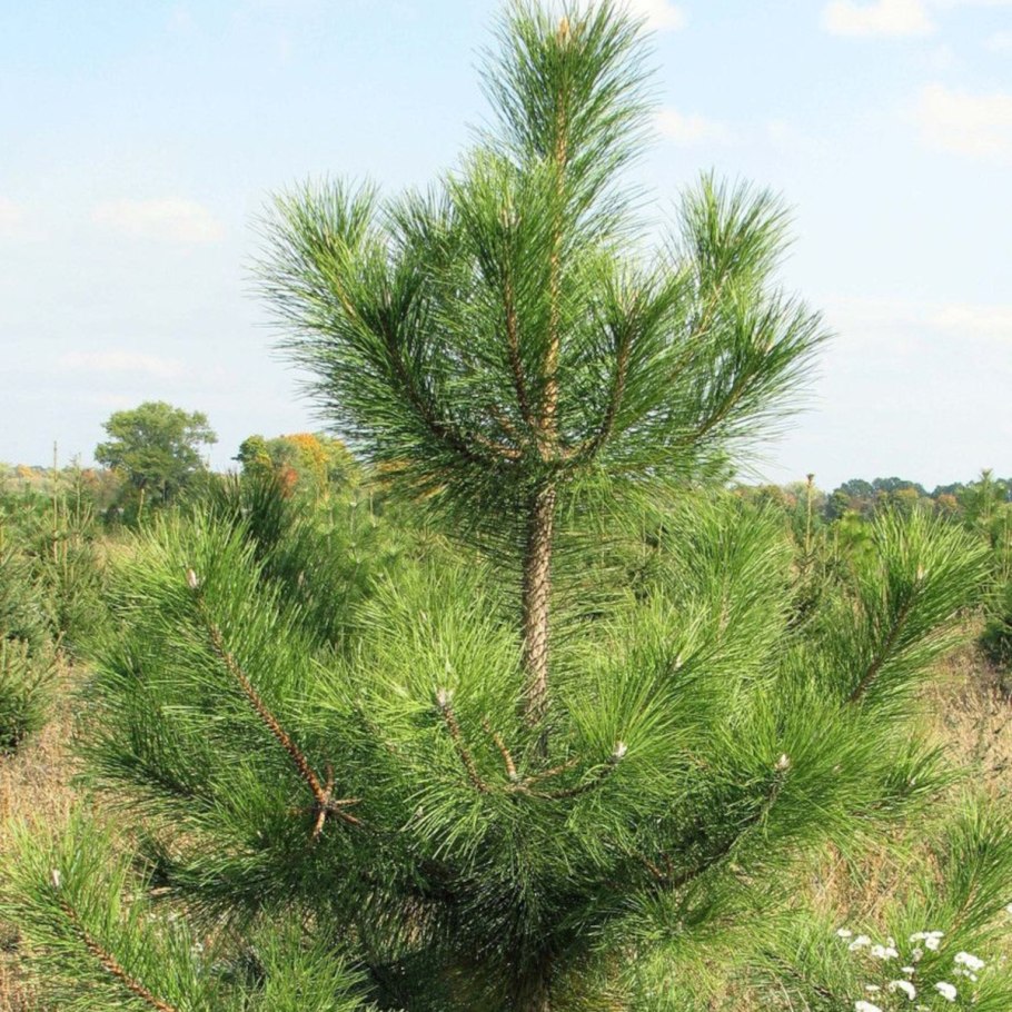 Сосна Крымская v2 Lav