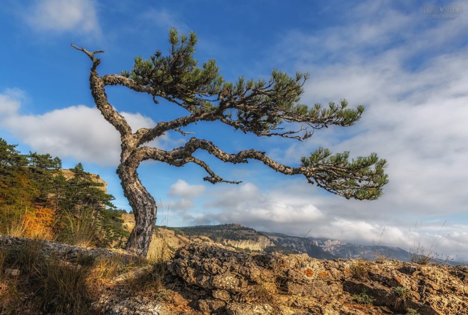 Сосна Палласа Крымская