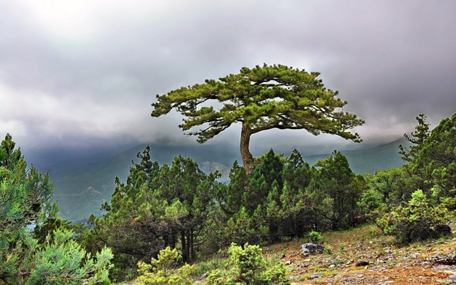 Судакская (Пицундская) сосна