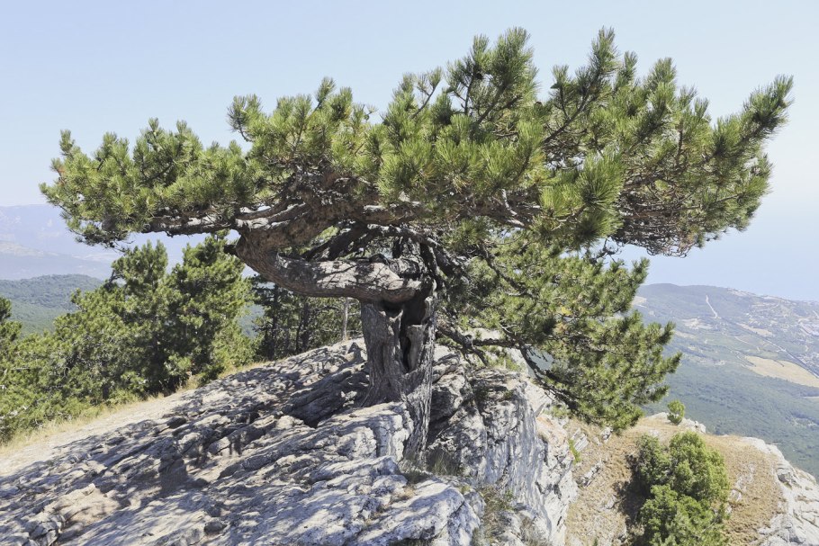 Pinus nigra subsp pallasiana