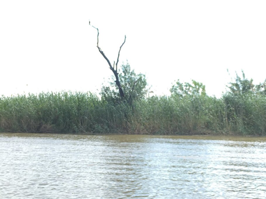 Ива кустарниковая