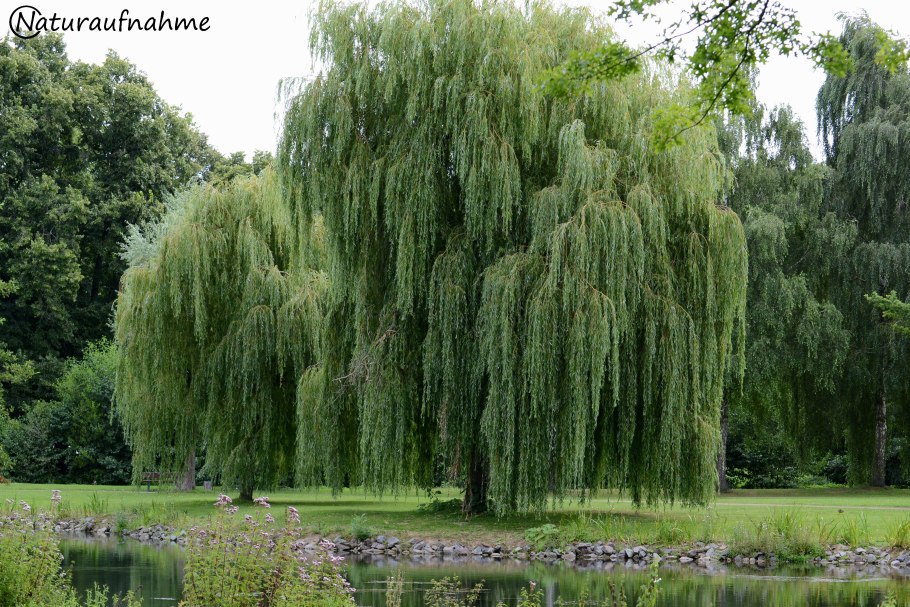 Ива Шикотанская Salix shikotanensis