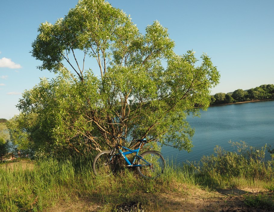 Ива Ледебура Пендула