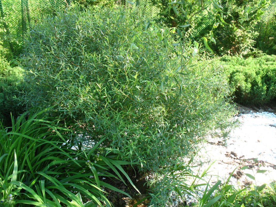 Ива белая (Salix Alba)
