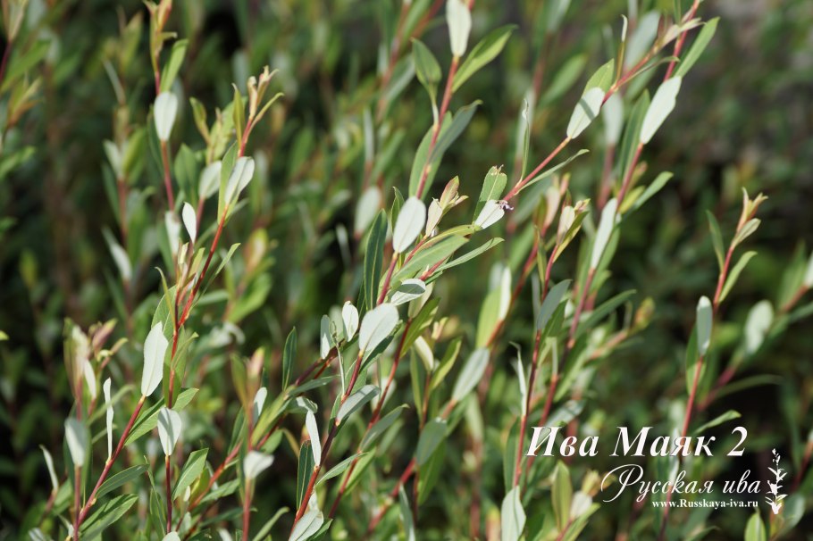Ива Каспийская (Salix caspica Pall.)