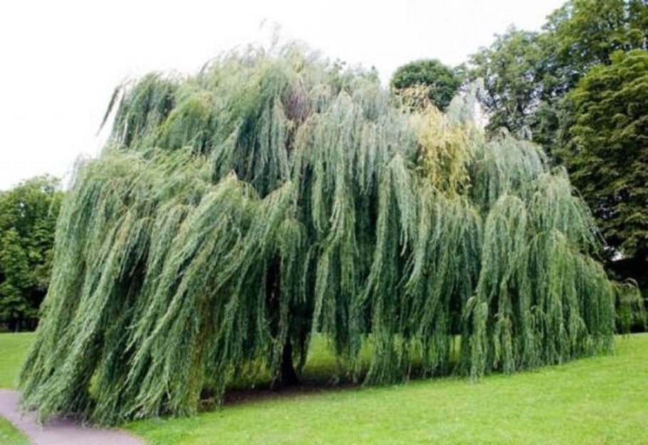 Salix purpurea ареал