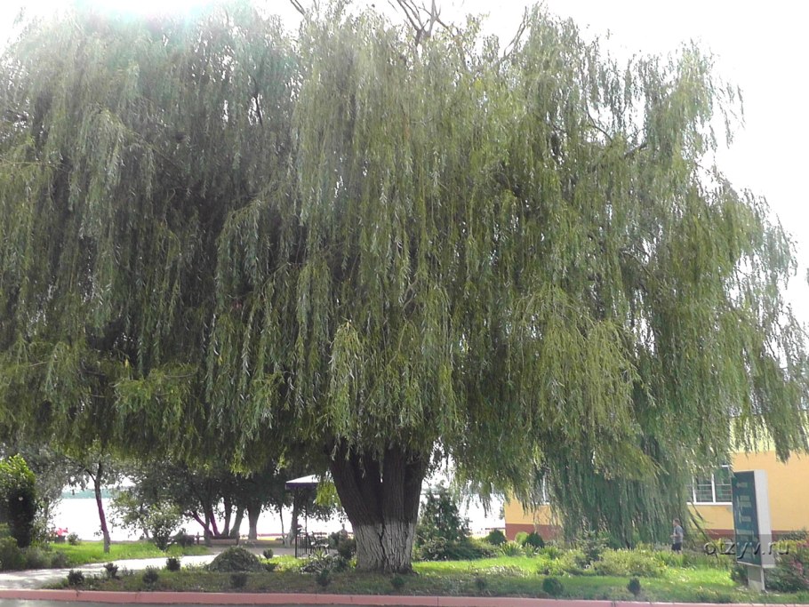 Ива Каспийская Нана