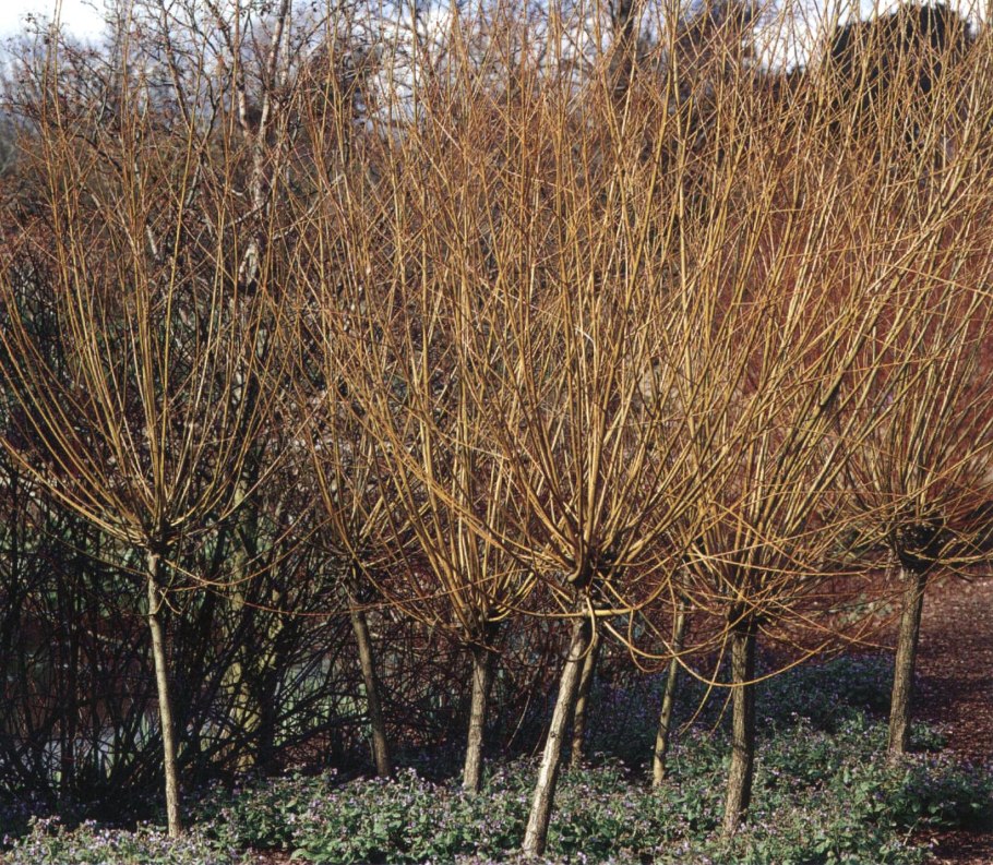 Ива ушастая Salix