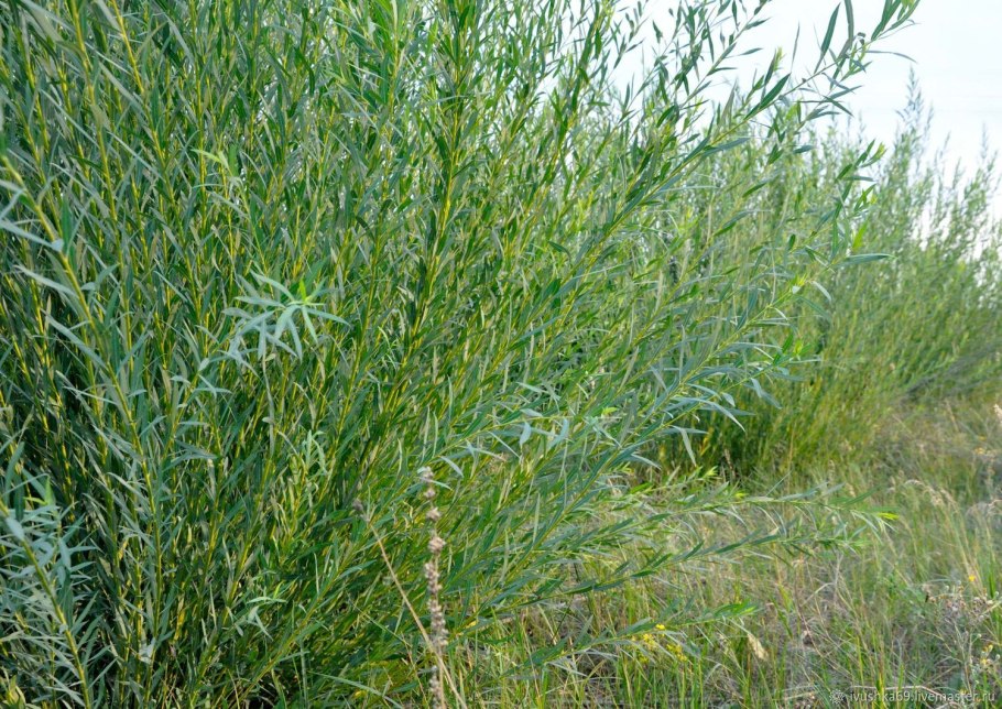 Salix turanica