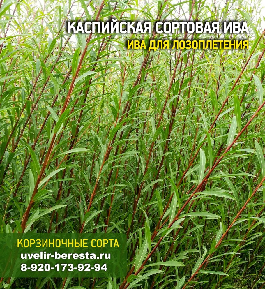 Ива пурпурная Нана