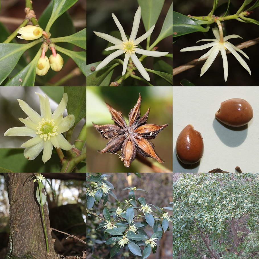Illicium anisatum