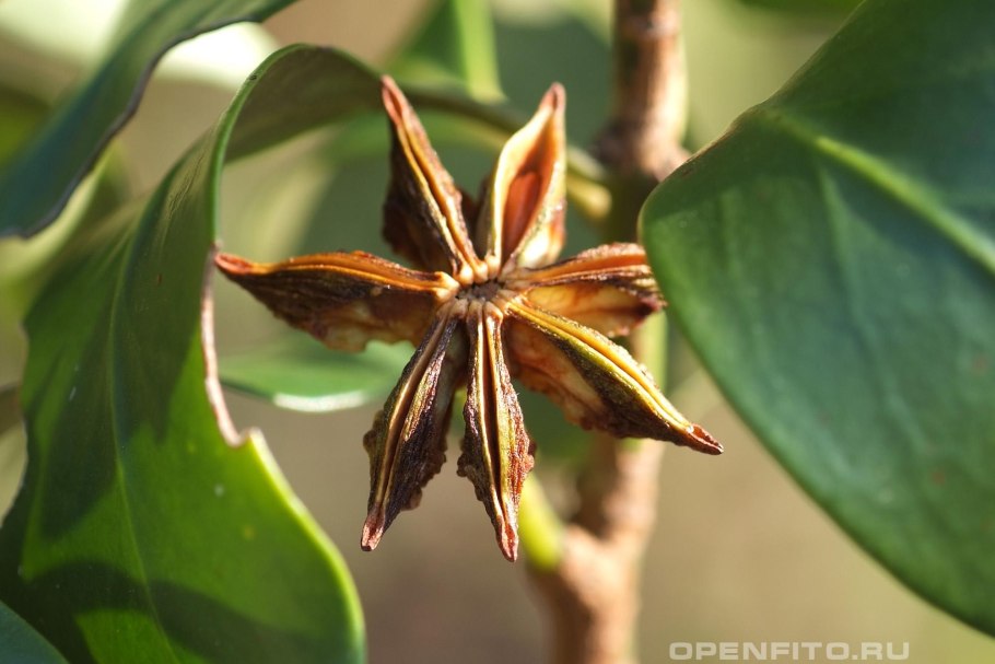 Анис (бадьян)