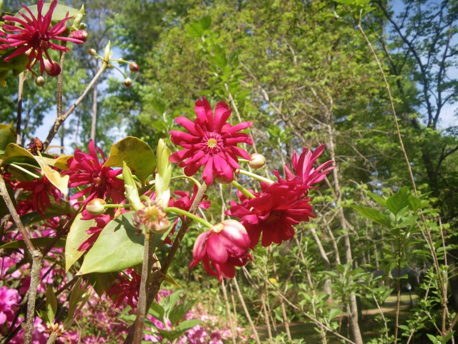 Бадьян кустарник